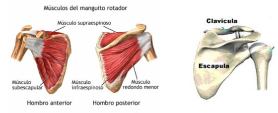 anatomia_manguito_rotadores